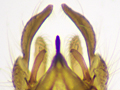 Chironomus plumosus